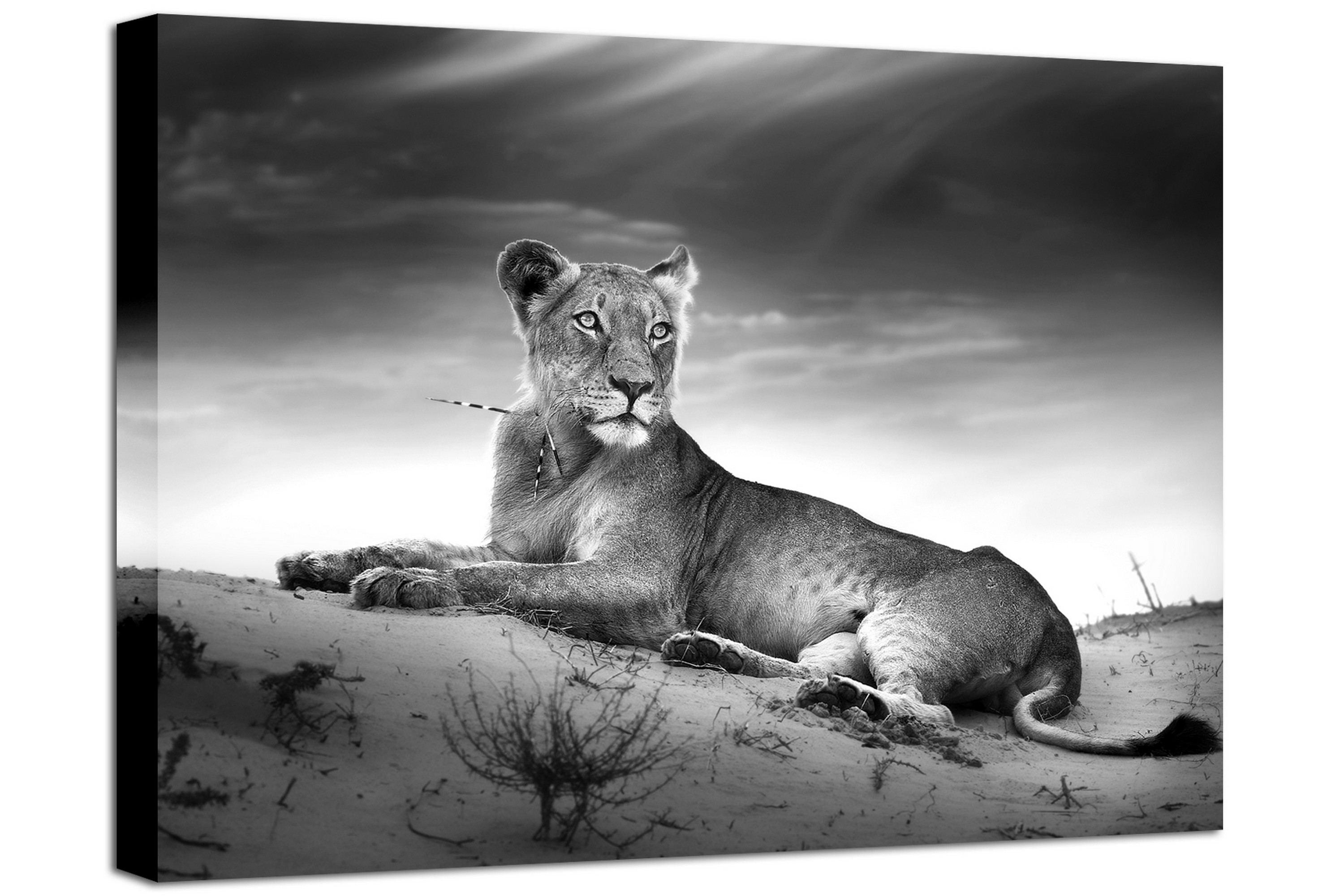 Scandinavian Choice Tavla Canvas Lioness - 75x100 Canvastavlor Grå,Vit Tyg