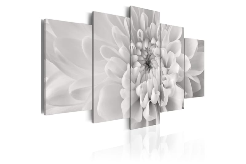 Tavla Dahlia Flower In Grey Shades 200x100 - Artgeist sp. z o. o. - Canvastavlor