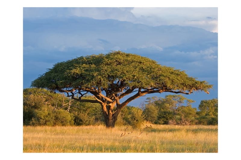 Fototapet Afrikansk Akacia Träd National Park 350x270 - Artgeist sp. z o. o. - Fototapet