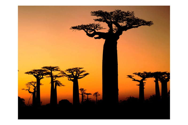 Fototapet Afrikanska Baobabträd 200x154 - Artgeist sp. z o. o. - Fototapet