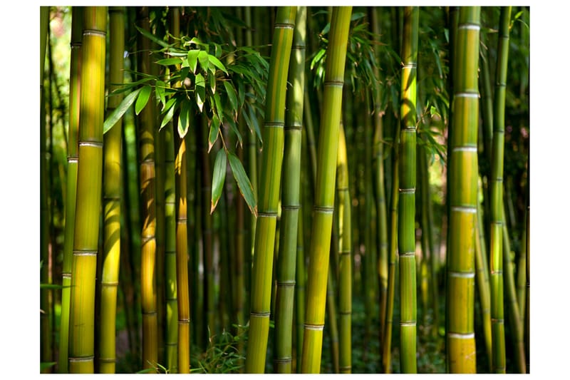 Fototapet Asiatisk Bambuskog 300x231 - Artgeist sp. z o. o. - Fototapet