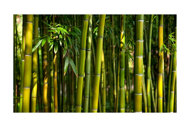 Fototapet Asiatisk Bambuskog 450x270 - Artgeist sp. z o. o. - Fototapet
