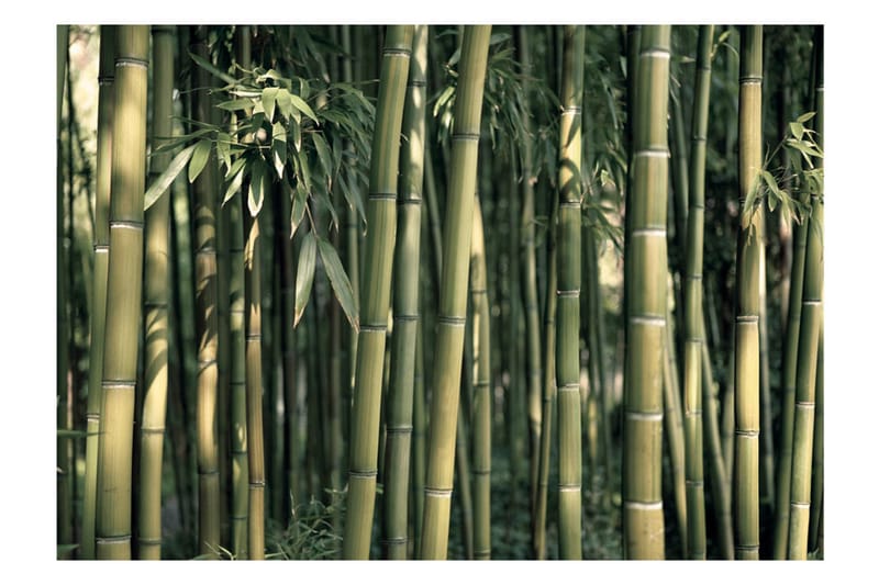 Fototapet Bamboo Exotic 300x210 - Artgeist sp. z o. o. - Fototapet