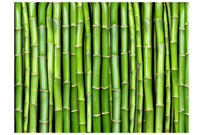Fototapet Bamboo Wall 200x154 - Artgeist sp. z o. o. - Fototapet