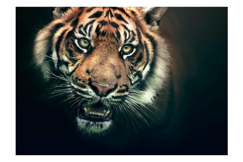 Fototapet Bengal Tiger 250x193 - Artgeist sp. z o. o. - Inredning - Väggdekor - Tapet & tapettillbehör - Fototapet