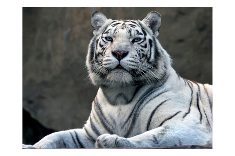 Fototapet Bengali Tiger Zoo 300x231 - Artgeist sp. z o. o. - Fototapet