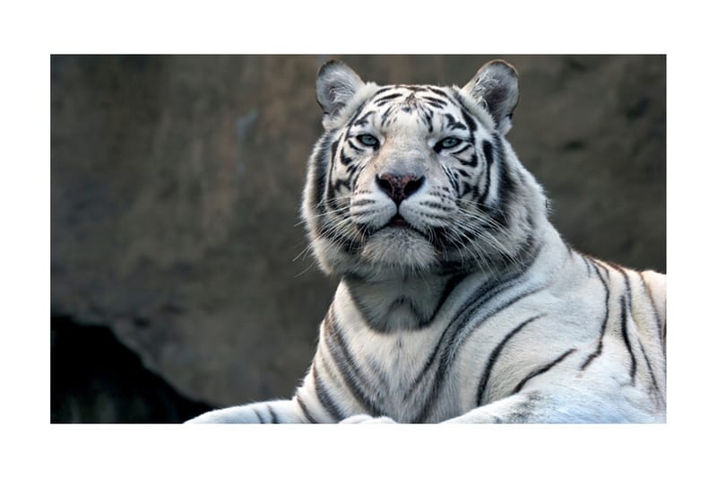 Fototapet Bengali Tiger Zoo 450x270 - Artgeist sp. z o. o. - Fototapet