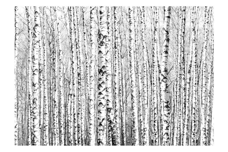 Fototapet Birch Forest 150x105 - Artgeist sp. z o. o. - Fototapet