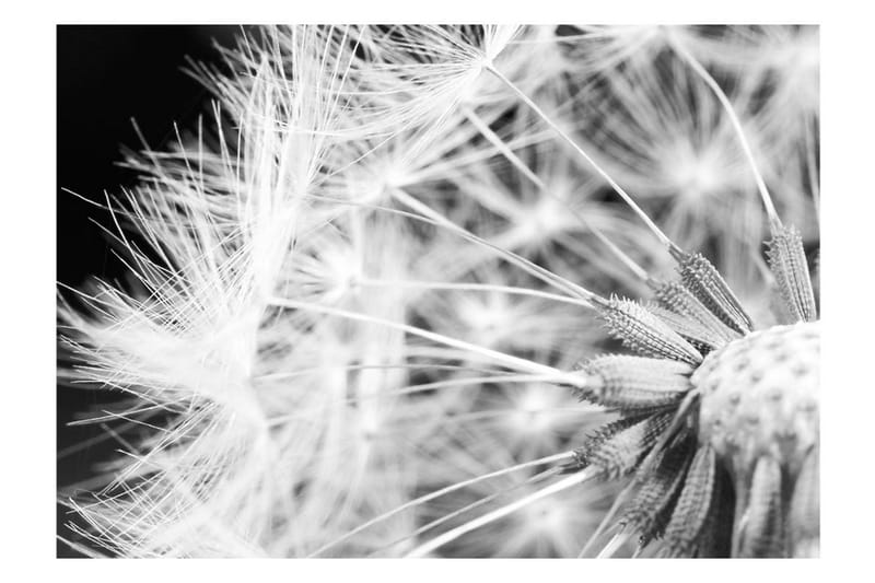 Fototapet Black And White Dandelion 100x70 - Artgeist sp. z o. o. - Fototapet