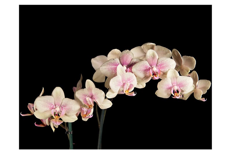 Fototapet Blooming Orchid 200x154 - Artgeist sp. z o. o. - Fototapet