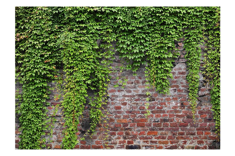 Fototapet Brick And Ivy 200x140 - Artgeist sp. z o. o. - Inredning - Väggdekor - Tapet & tapettillbehör - Fototapet