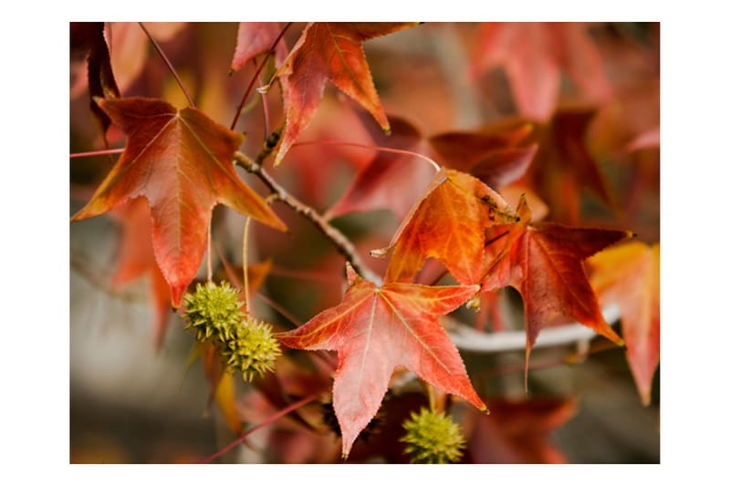 Fototapet Chestnut 250x193 - Artgeist sp. z o. o. - Inredning - Väggdekor - Tapet & tapettillbehör - Fototapet