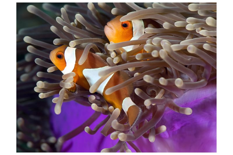 Fototapet Clownfish 200x154 - Artgeist sp. z o. o. - Fototapet