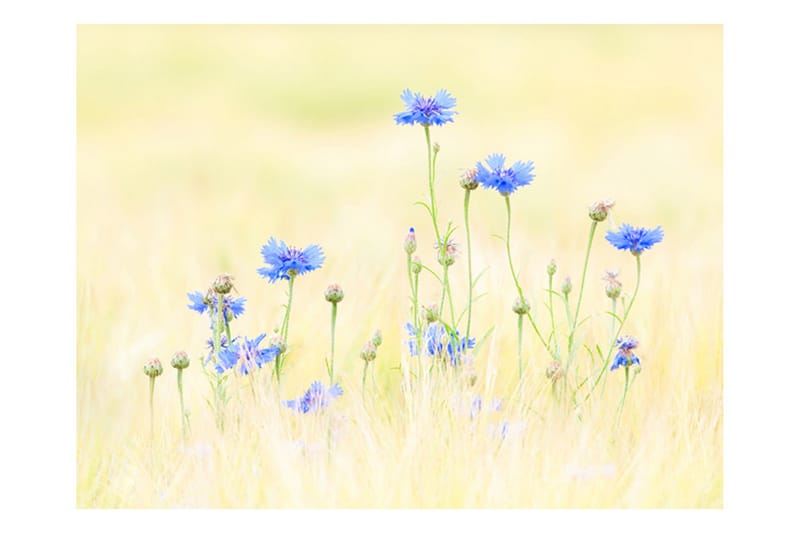 Fototapet Cornflowers 300x231 - Artgeist sp. z o. o. - Inredning - Väggdekor - Tapet & tapettillbehör - Fototapet