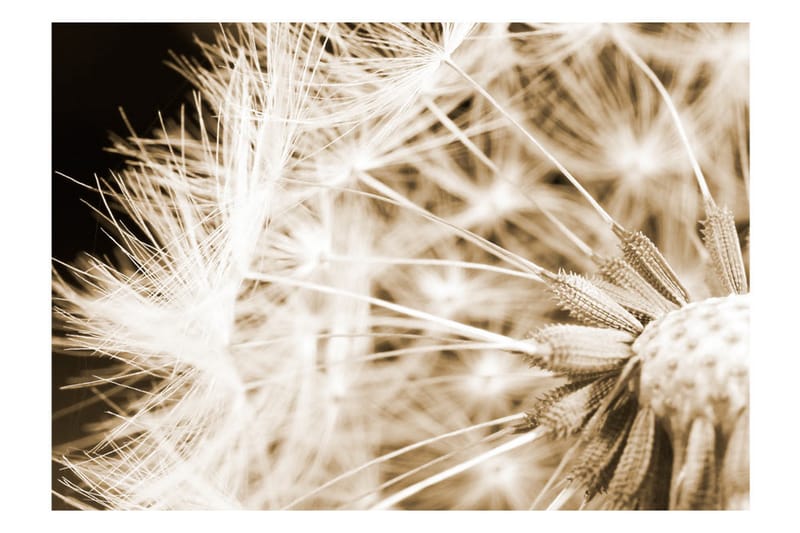 Fototapet Dandelion Sepia 200x140 - Artgeist sp. z o. o. - Inredning - Väggdekor - Tapet & tapettillbehör - Fototapet