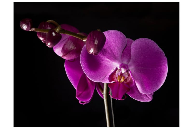 Fototapet Elegant Orchids 250x193 - Artgeist sp. z o. o. - Fototapet