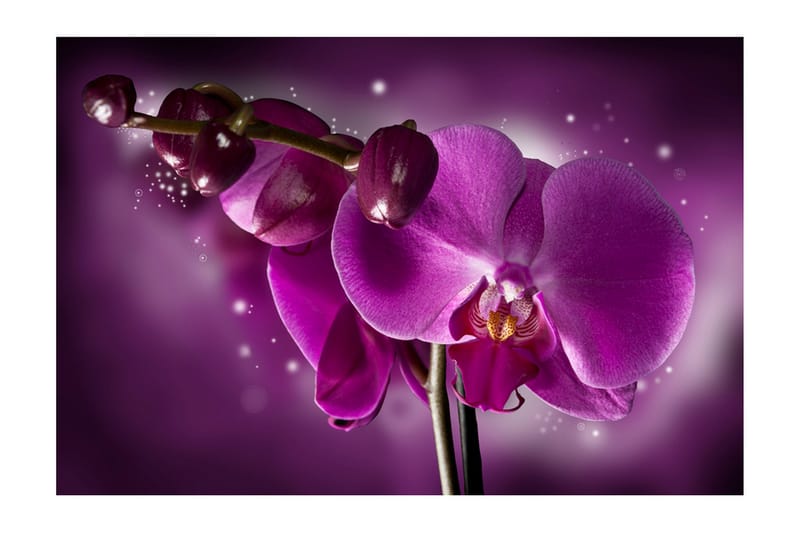 Fototapet Fairy Tale And Orchid 450x270 - Artgeist sp. z o. o. - Fototapet