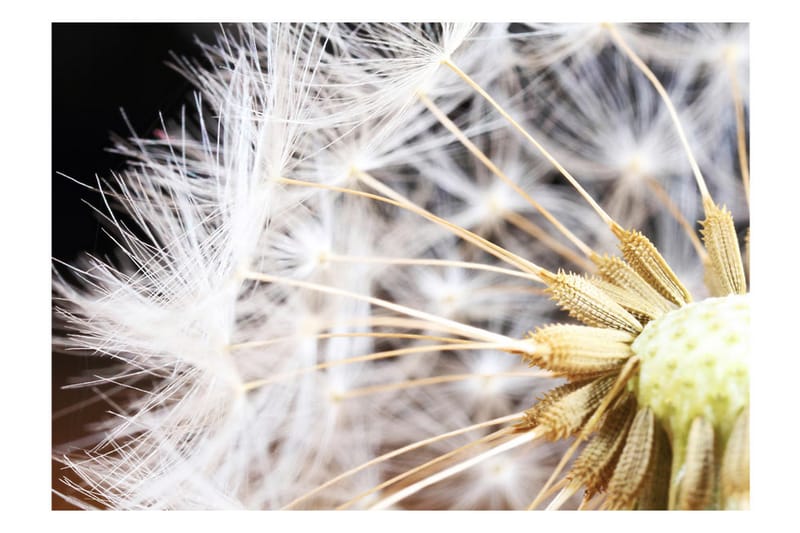 Fototapet Fluffy Dandelion 100x70 - Artgeist sp. z o. o. - Inredning - Väggdekor - Tapet & tapettillbehör - Fototapet