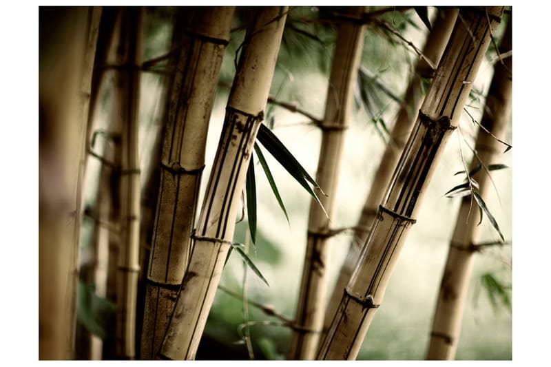Fototapet Fog And Bamboo Forest 350x270 - Artgeist sp. z o. o. - Fototapet
