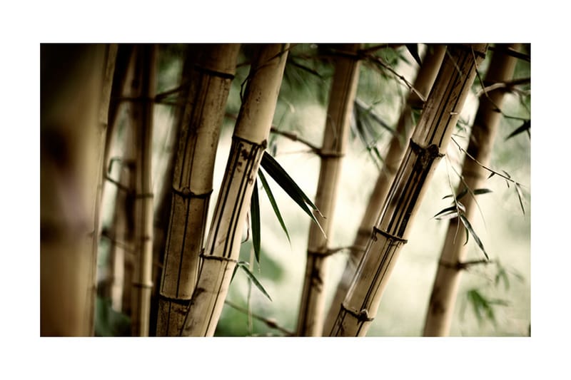 Fototapet Fog And Bamboo Forest 450x270 - Artgeist sp. z o. o. - Fototapet