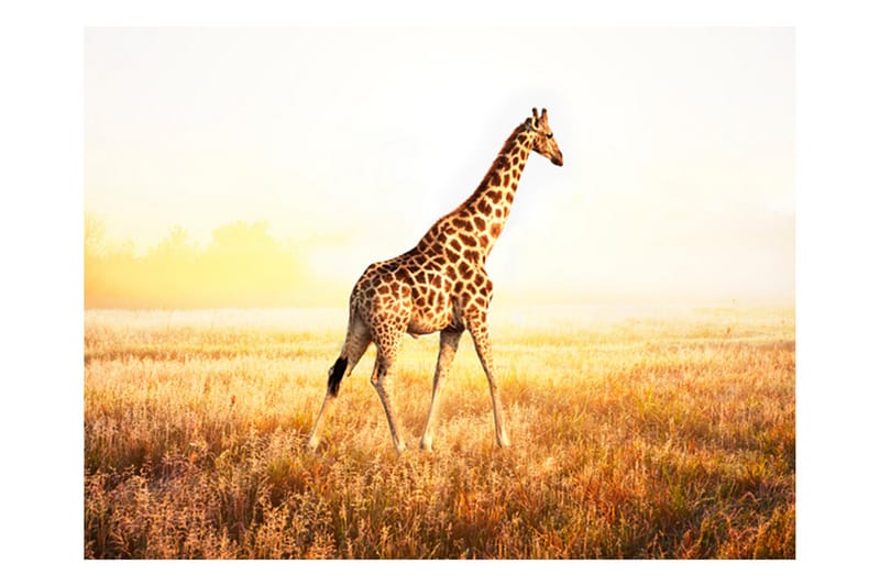 Fototapet Giraff Gå 350x270 - Artgeist sp. z o. o. - Inredning - Väggdekor - Tapet & tapettillbehör - Fototapet