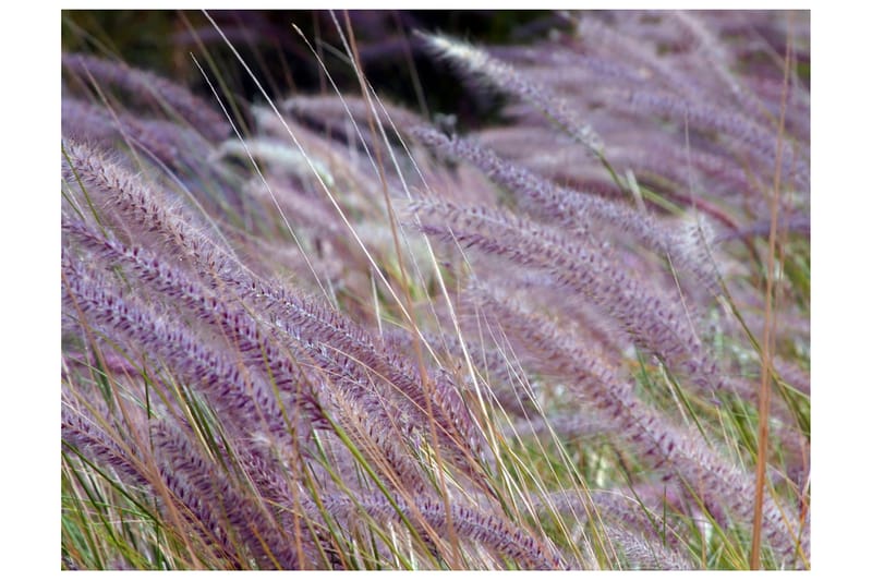 Fototapet Grönt Fält Och Lila Blommor 300x231 - Artgeist sp. z o. o. - Inredning - Väggdekor - Tapet & tapettillbehör - Fototapet