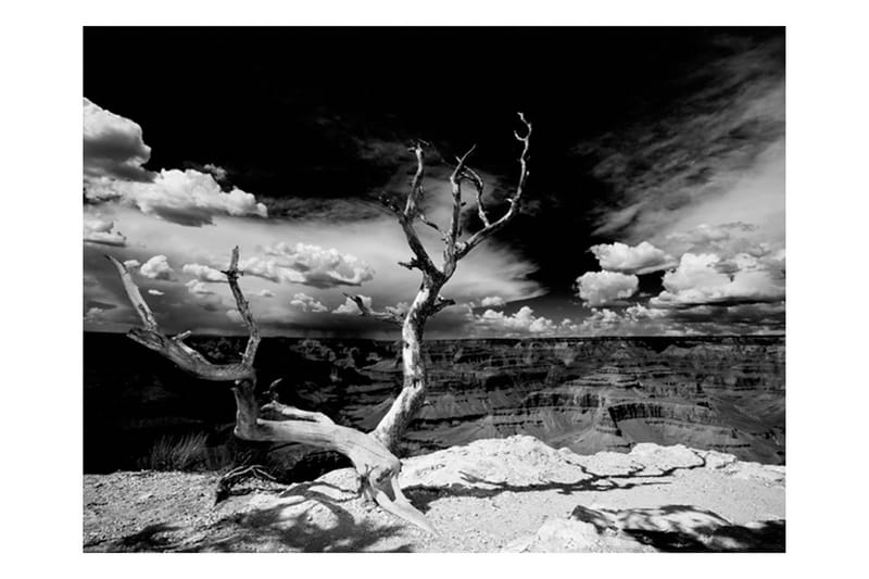 Fototapet Grand Canyon Träd 400x309 - Artgeist sp. z o. o. - Fototapet