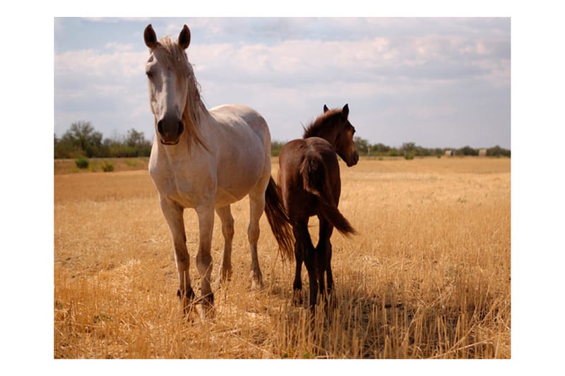 Fototapet Horse And Foal 200x154 - Artgeist sp. z o. o. - Inredning - Väggdekor - Tapet & tapettillbehör - Fototapet