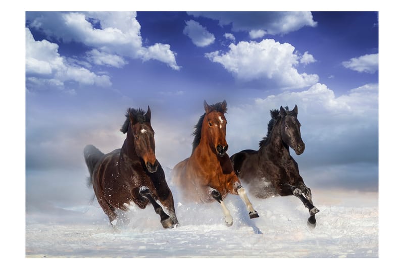 Fototapet Horses In The Snow 100x70 - Artgeist sp. z o. o. - Fototapet