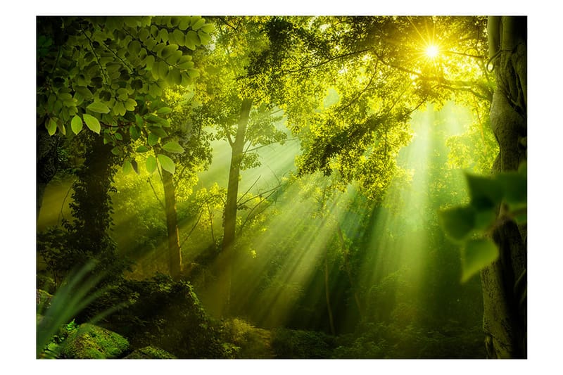 Fototapet In A Secret Forest 250x175 - Artgeist sp. z o. o. - Fototapet