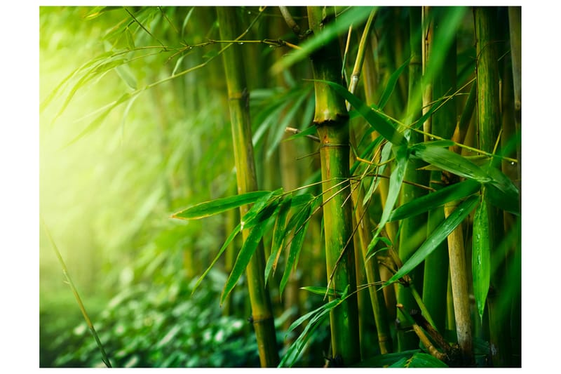 Fototapet Jungle Bamboo 350x270 - Artgeist sp. z o. o. - Inredning - Väggdekor - Tapet & tapettillbehör - Fototapet