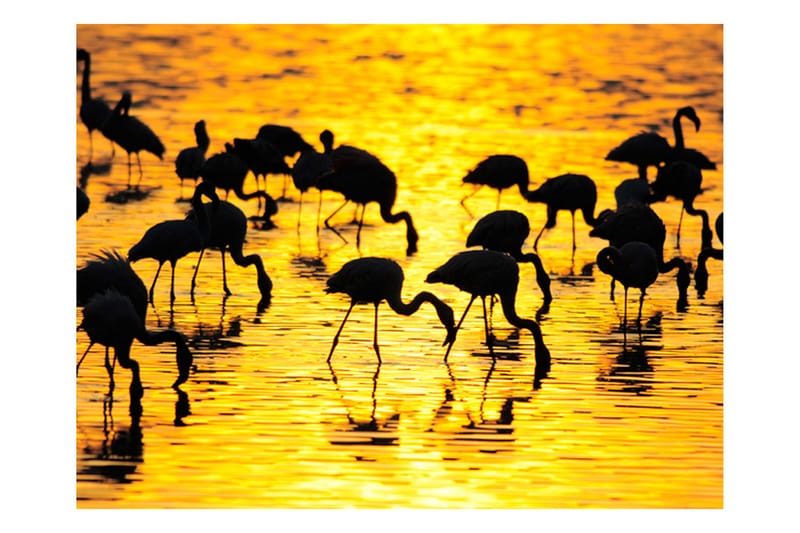 Fototapet Kenya Flamingor Vid Sjön Nakuru 350x270 - Artgeist sp. z o. o. - Fototapet