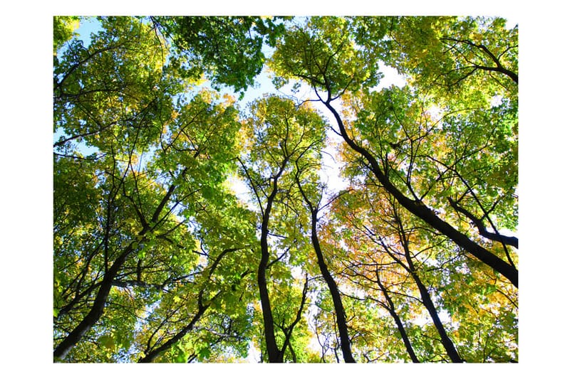Fototapet Looking Up At The Trees 200x154 - Artgeist sp. z o. o. - Fototapet