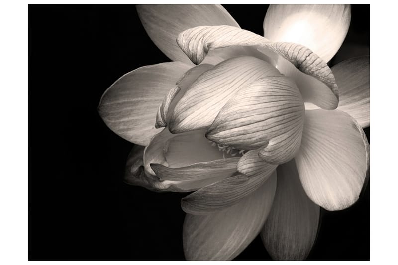 Fototapet Lotus Flower 350x270 - Artgeist sp. z o. o. - Fototapet