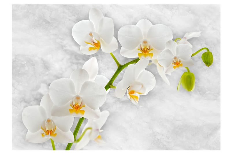 Fototapet Lyrical Orchid White 250x175 - Artgeist sp. z o. o. - Inredning - Väggdekor - Tapet & tapettillbehör - Fototapet