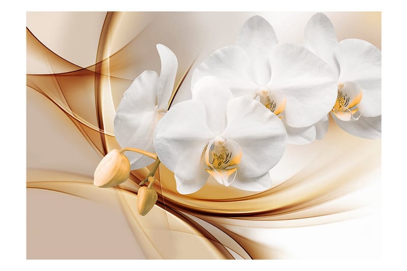 Fototapet Orchid Blossom 150x105 - Artgeist sp. z o. o. - Fototapet