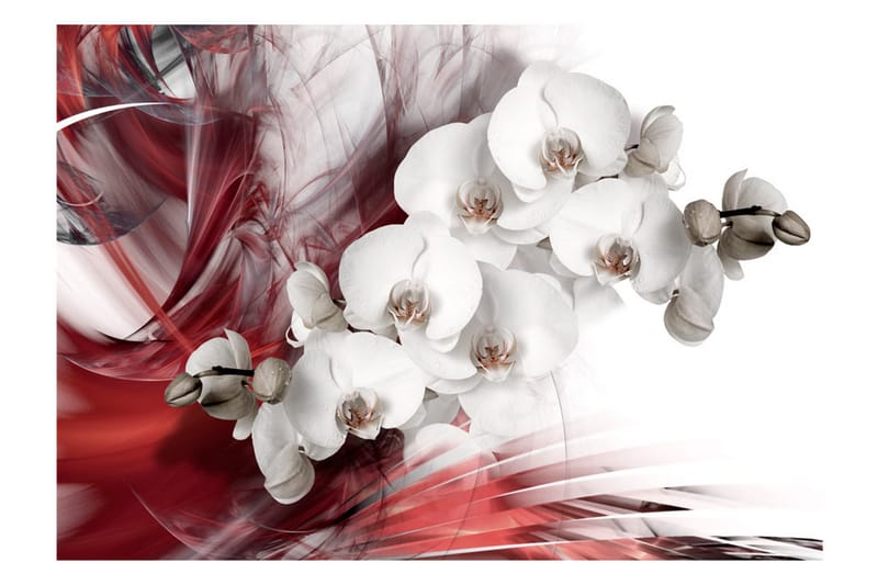 Fototapet Orchid In Red 250x175 - Artgeist sp. z o. o. - Fototapet