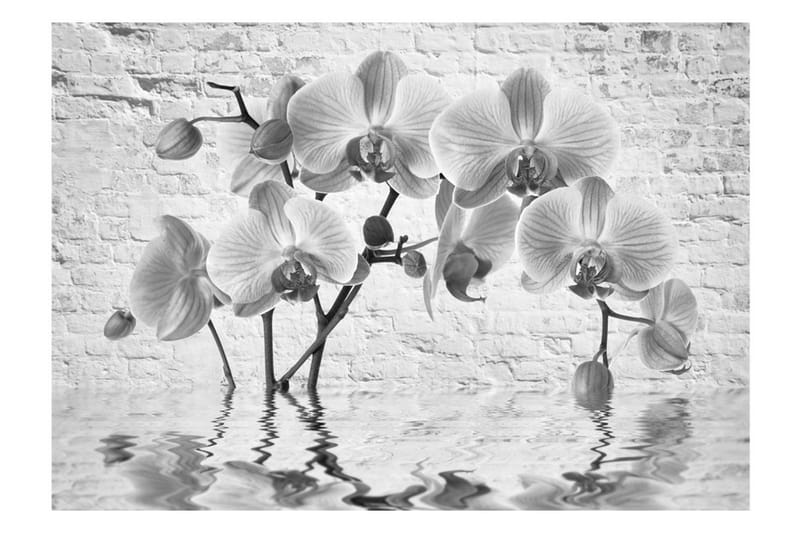 Fototapet Orchid In Shades Of Gray 200x140 - Artgeist sp. z o. o. - Inredning - Väggdekor - Tapet & tapettillbehör - Fototapet