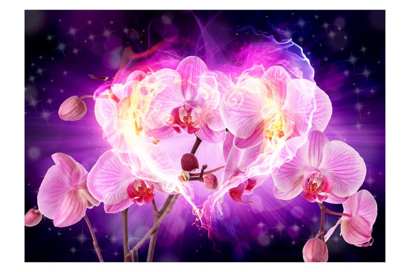 Fototapet Orchids In Flames 100x70 - Artgeist sp. z o. o. - Fototapet