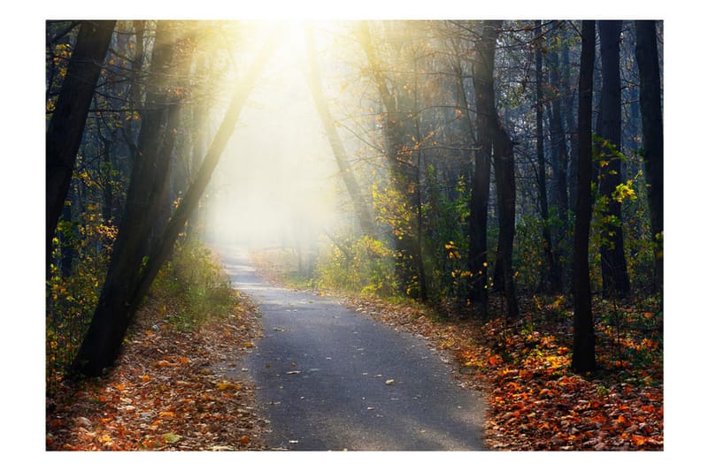 Fototapet Road Through The Forest 100x70 - Artgeist sp. z o. o. - Inredning - Väggdekor - Tapet & tapettillbehör - Fototapet