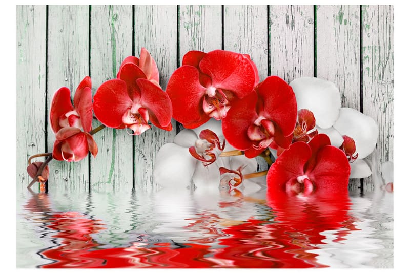 Fototapet Ruby Orchid 250x175 - Artgeist sp. z o. o. - Fototapet