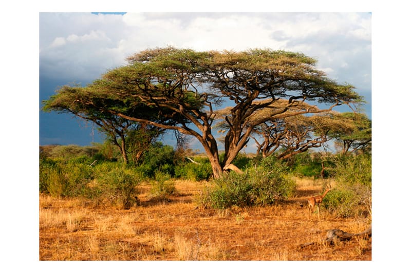 Fototapet Samburu National Reserve Kenya 300x231 - Artgeist sp. z o. o. - Fototapet