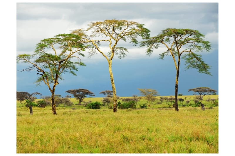 Fototapet Savanna Trees 200x154 - Artgeist sp. z o. o. - Inredning - Väggdekor - Tapet & tapettillbehör - Fototapet