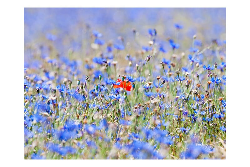 Fototapet Sky-Colored Meadow Cornflowers 300x231 - Artgeist sp. z o. o. - Fototapet