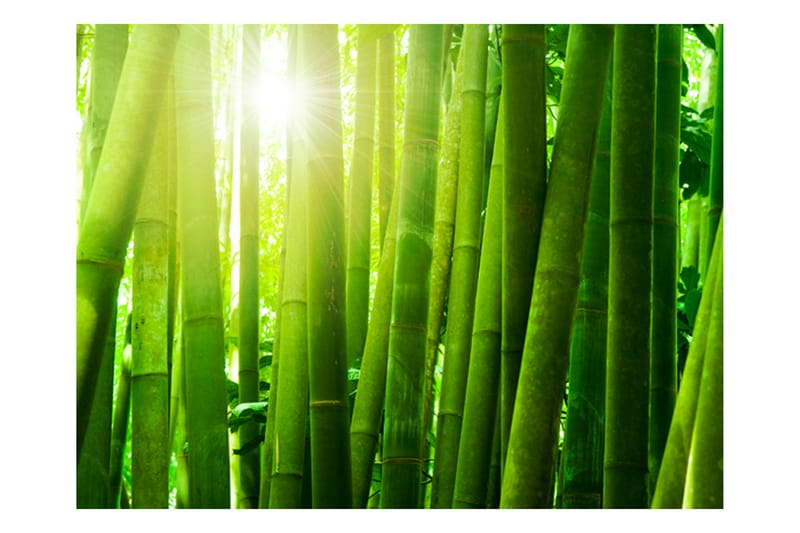 Fototapet Sol Och Bambu 250x193 - Artgeist sp. z o. o. - Fototapet