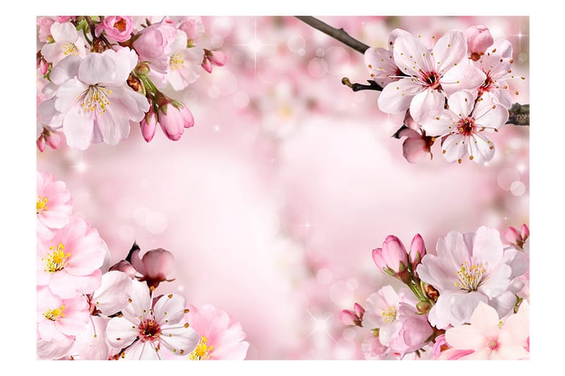 Fototapet Spring Cherry Blossom 100x70 - Artgeist sp. z o. o. - Fototapet