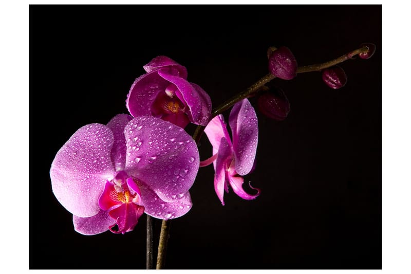 Fototapet Stylish Orchids 200x154 - Artgeist sp. z o. o. - Fototapet
