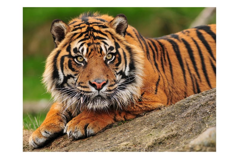 Fototapet Sumatra Tiger 300x231 - Artgeist sp. z o. o. - Fototapet