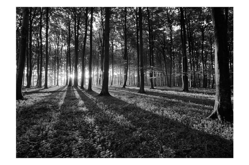 Fototapet The Light In The Forest 200x140 - Artgeist sp. z o. o. - Fototapet