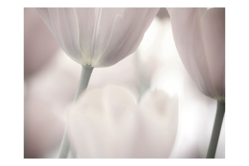 Fototapet Tulips Fine Art Black And White 300x231 - Artgeist sp. z o. o. - Fototapet